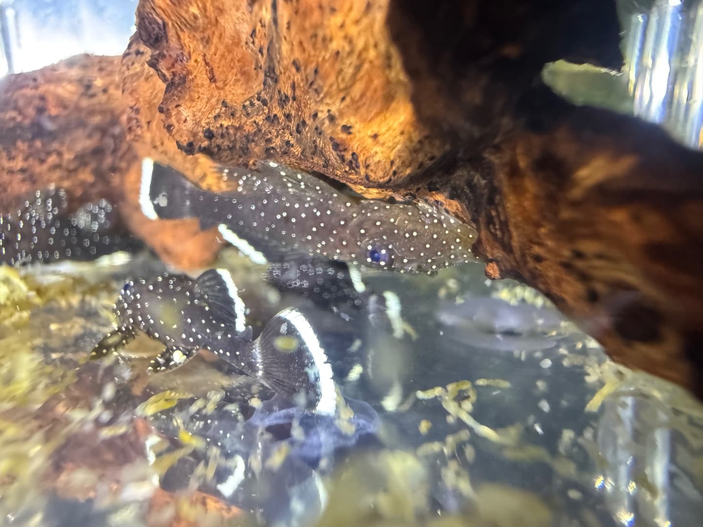 L183 Starlight Bristlenose Pleco aquarium fish