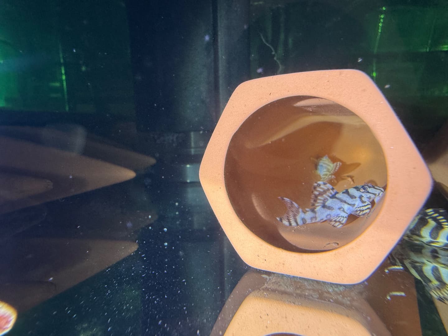 L236 Super White Pleco aquarium fish