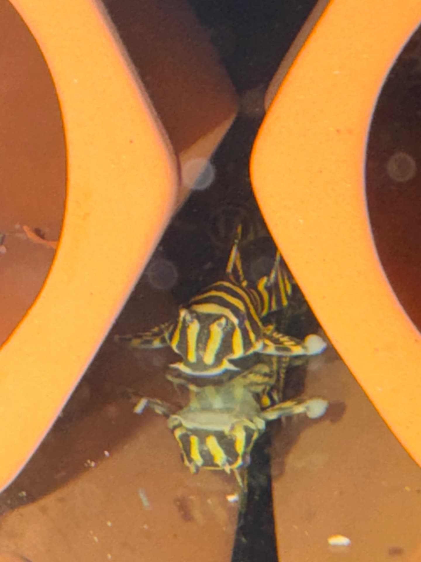 L134 Leopard Frog Pleco aquarium fish