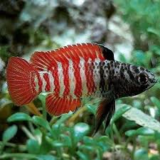 Black Tiger Badis