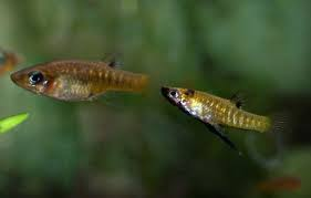 Blackchin Livebearer