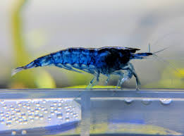 Blue Dream Shrimp