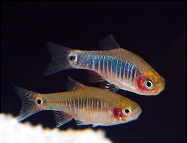 Dwarf Emerald Rasbora