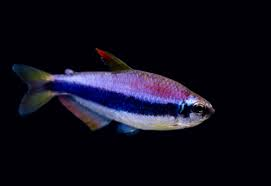 Emperor Kerri Tetra