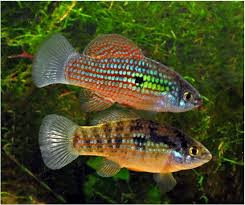 Flag Fish