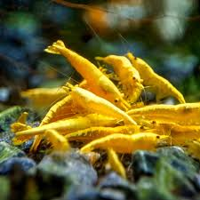 Gold Back Yellow Shrimp