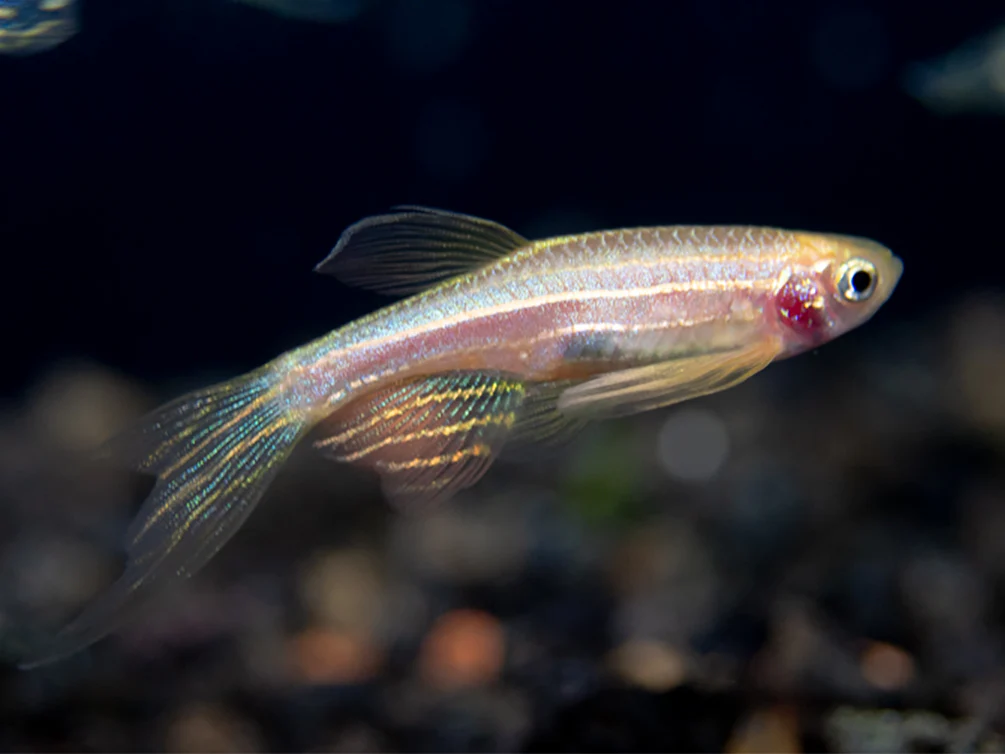 Longfin Zebra Danio Golden