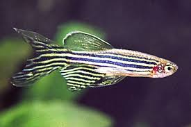 Longfin Zebra Danio
