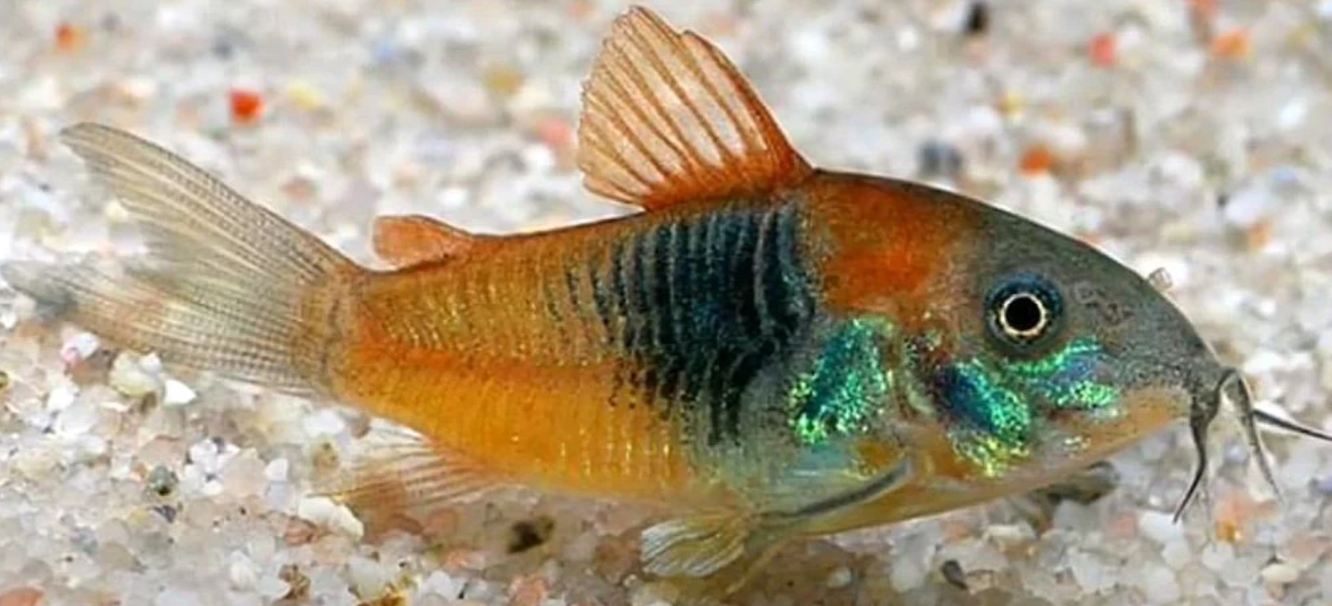 Orange Venezuelan Cory