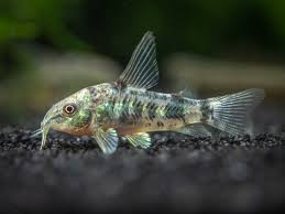 Pepper Cory