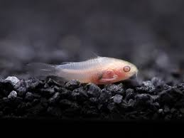 Pygmy Cory Albino