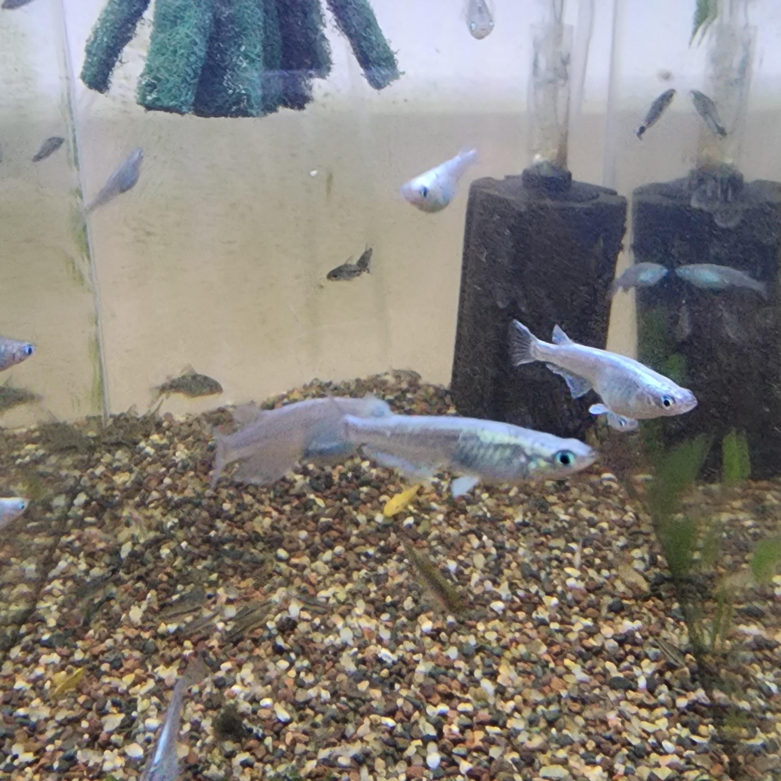 Rice Fish Blue Steel