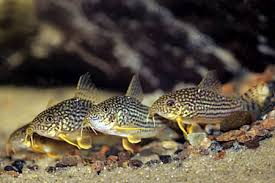 Sterbai Corydoras