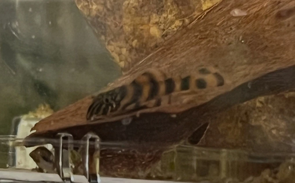 L397 Alenquer Tiger Pleco - 1 Inch - Home Bred