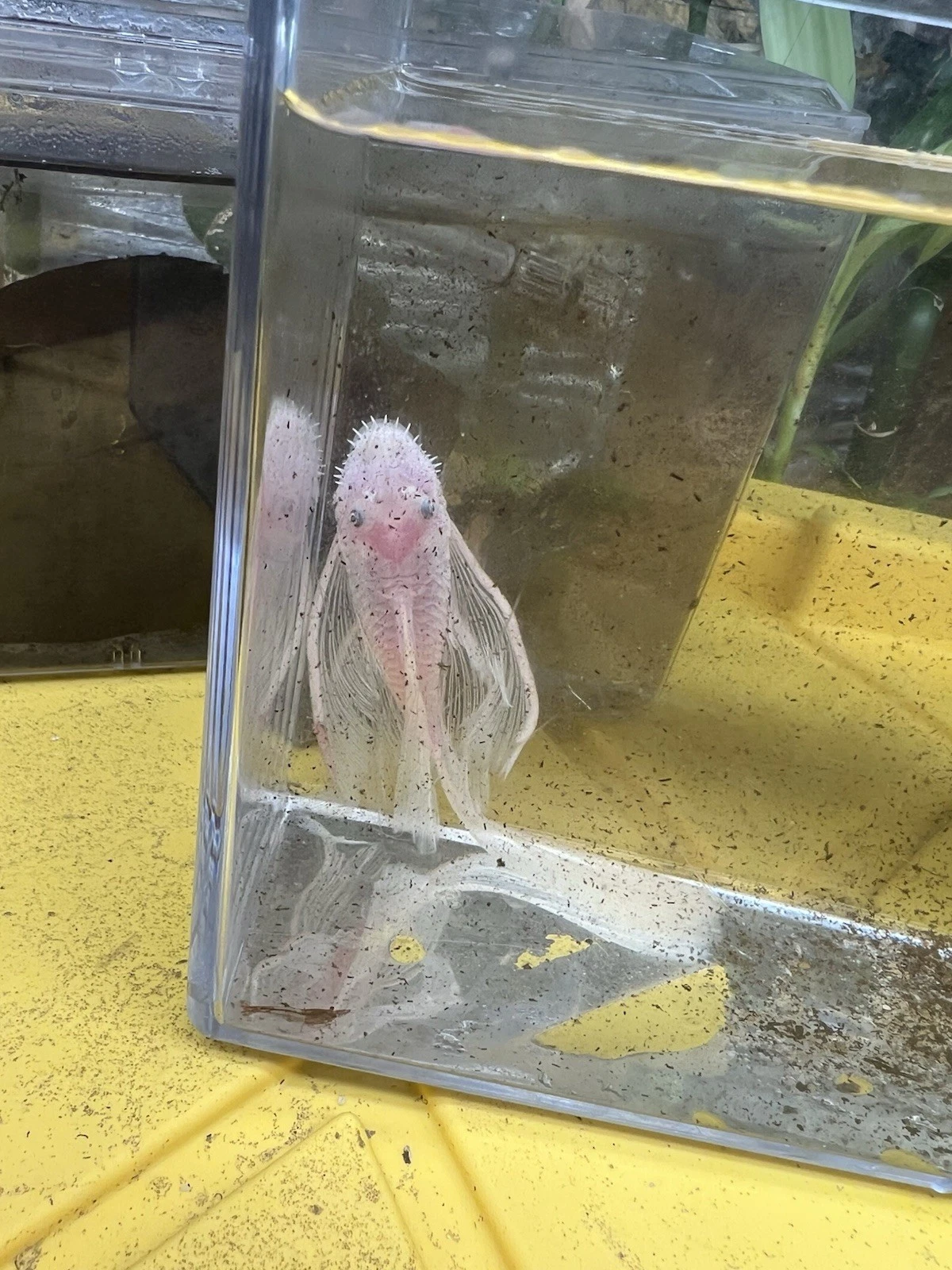 Long Fin Snow White Pleco Bristlenose 4 Inch ADULT MALE -Free Overnight Shipping