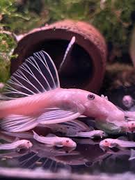 Snow White Pleco (juveniles)